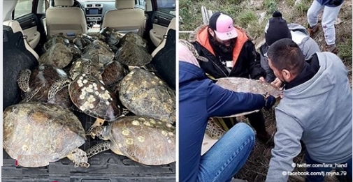 USA: Solidarität der Menschen, um das Leben von Meeresschildkröten vor dem Wintersturm zu retten